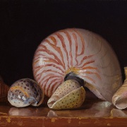 230730-seashells-12x7