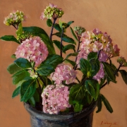 160611-hidrangea-flower-in-a-pot