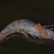 080808a918-a-shrimp