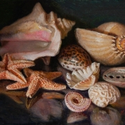 170324-seashells