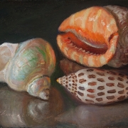 191105-seashells-7x5