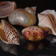 200129-seashells-8x6