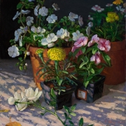 200509-garden-pot-flower-Impatiens-18x14