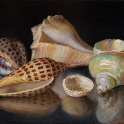 211212-seashells-8x6