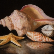 220201-seashells-10x8