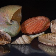 220622-seashells-12x8