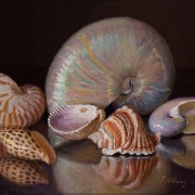 230510-seashells-for-Cathy-10x8