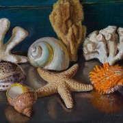 230929-corals-sponge-seashells-12x9