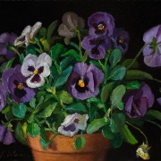 240112-pansy-flower-flora-10x8