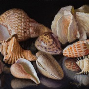 1_250324-seashells-12x9