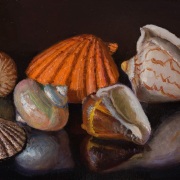250409-seashells-12x8