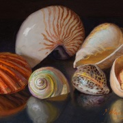 251201-seashells-12x8