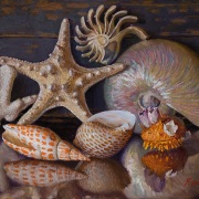 230226-seashells-12x9